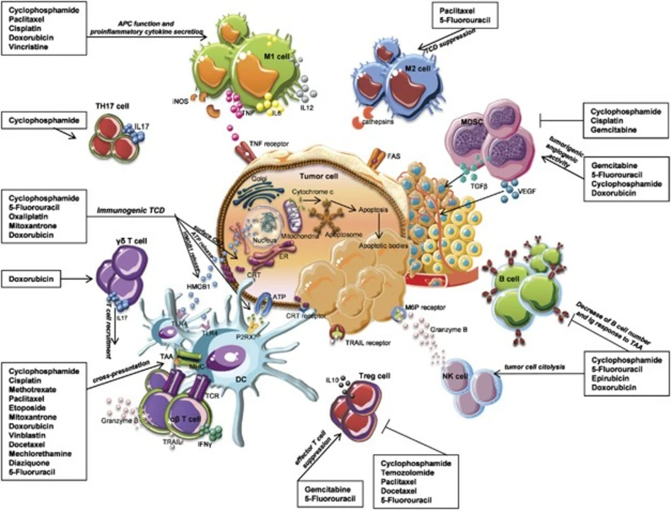 The Role of Cyclophosphamide in the Treatment of Lymphoma